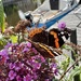 Lots of butterflies 