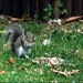 Eating nuts he has buried?
