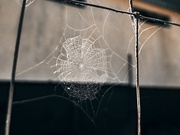 9th Jul 2025 - Spider Orb