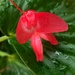 After the rain