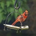 A Bad Moult?