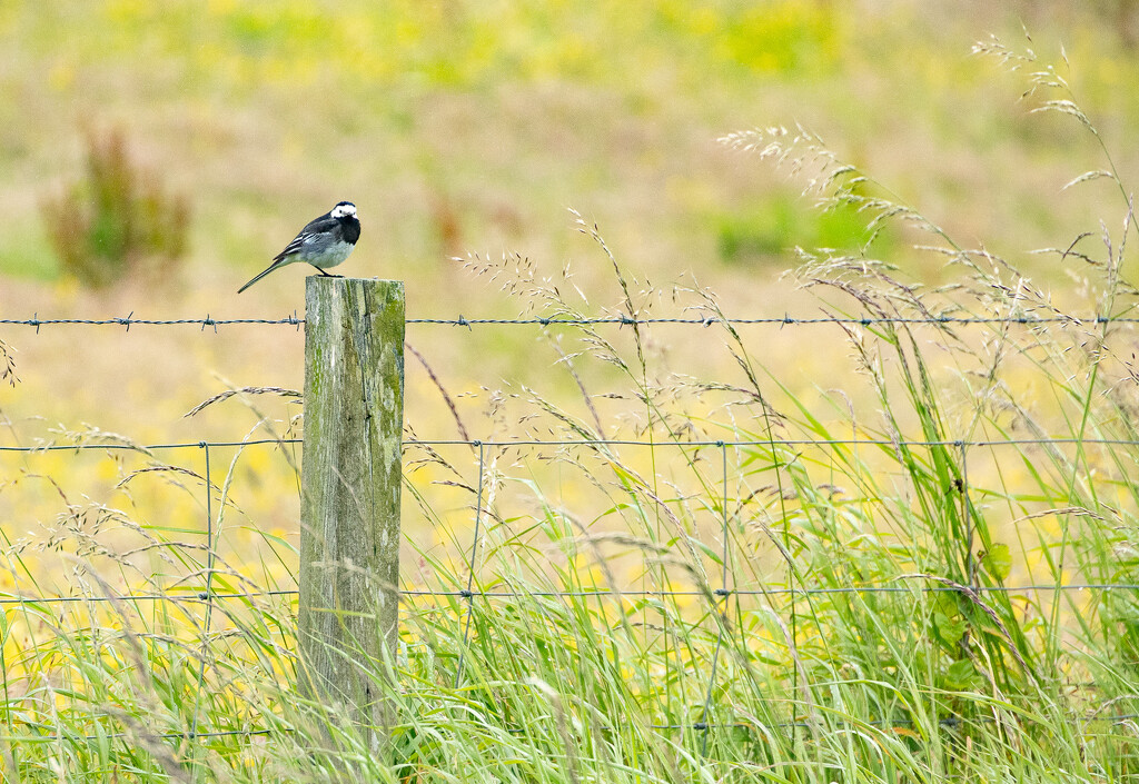 Pied Wagtail by lifeat60degrees