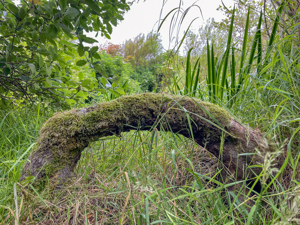 Arch Root by lifeat60degrees