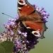 Peacock Butterfly 