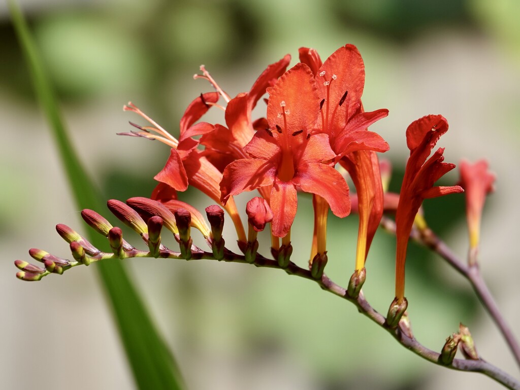 Crocosmia by phil_sandford