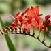 Crocosmia