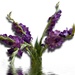 Gladiolus with reflections