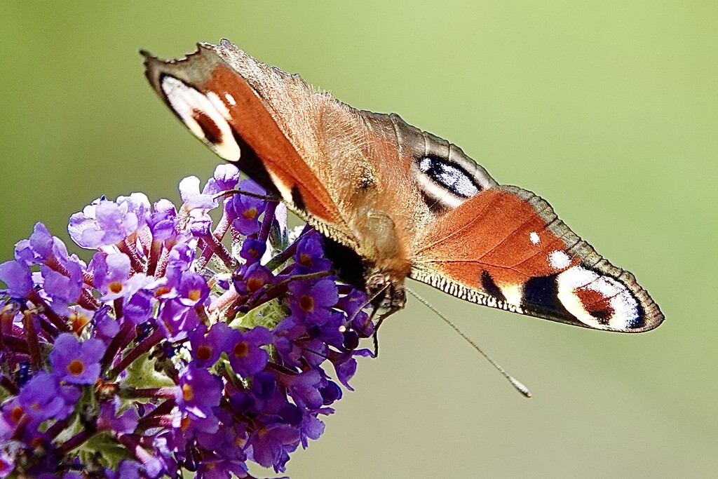 Peacock on the buddleia  by carole_sandford