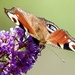 Peacock on the buddleia 