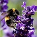 Buff tailed Bumble Bee