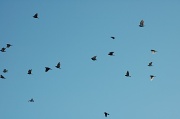 5th Feb 2011 - Birds