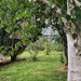 A peep at the greenhouse