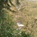 Trail of Litter