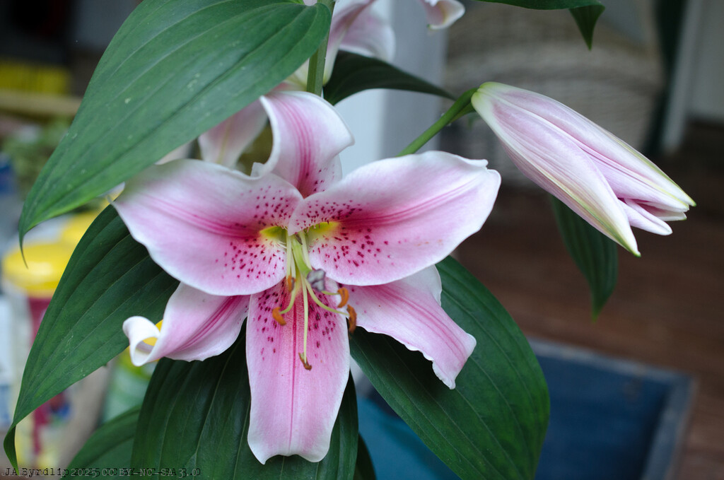 Then It Bloomed by byrdlip