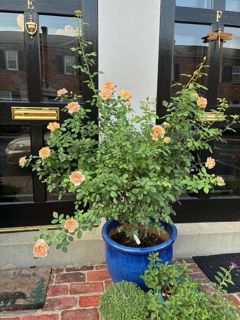 Yellow Roses by allie912