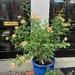 Yellow Roses