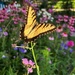 Swallowtail in the Garden  by marylandgirl58