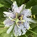 The passion flower crown