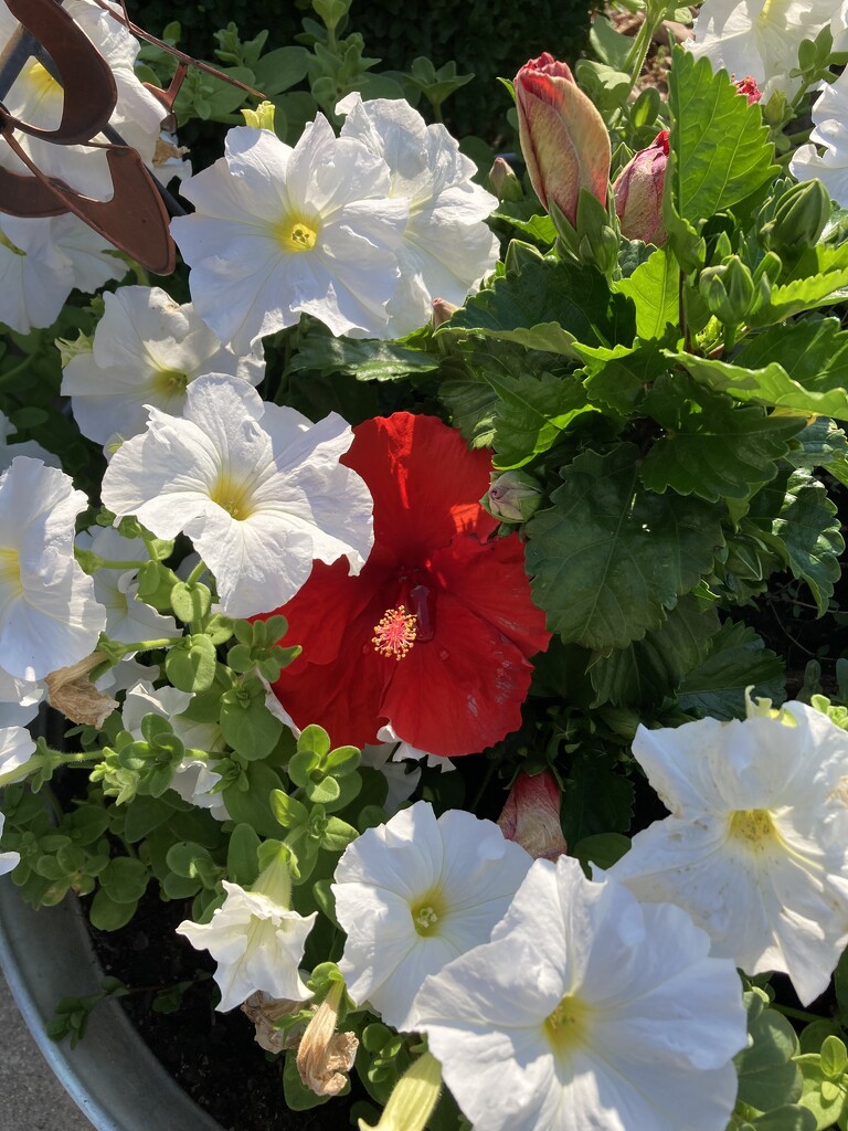 My hibiscus is finally starting to bloom again. by illinilass