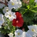 My hibiscus is finally starting to bloom again.