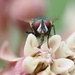 The FLY