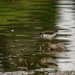 Young Sandpiper