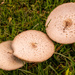 Pancake Mushrooms!