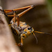 Eastern Lubber Grasshopper Hangin on the Rail!