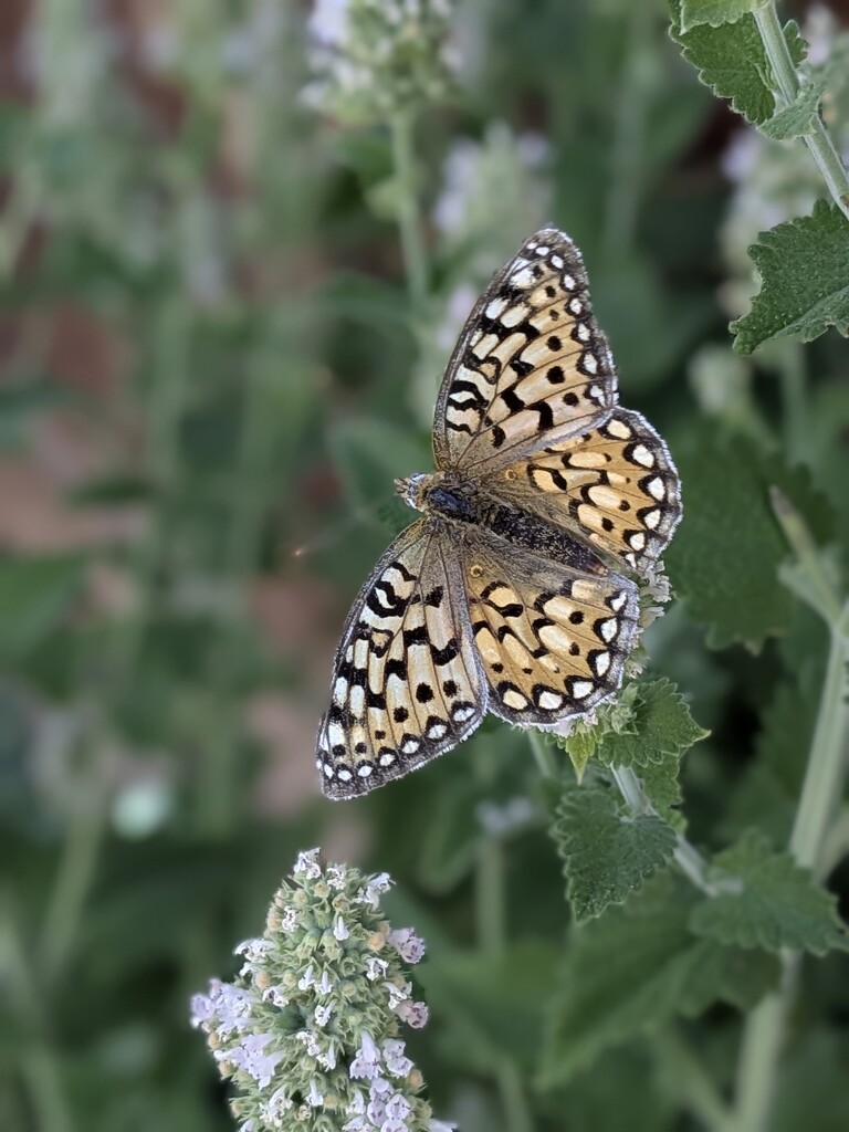 butterfly enjoying catnip by wakuwaku