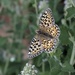 butterfly enjoying catnip