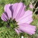 Cosmos