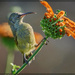 How to get to the nectar