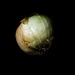Large Onion