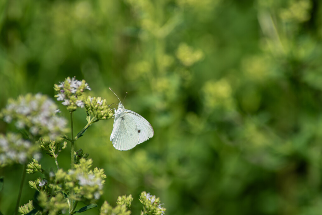 Cabbage white butterfly by darchibald