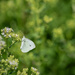 Cabbage white butterfly