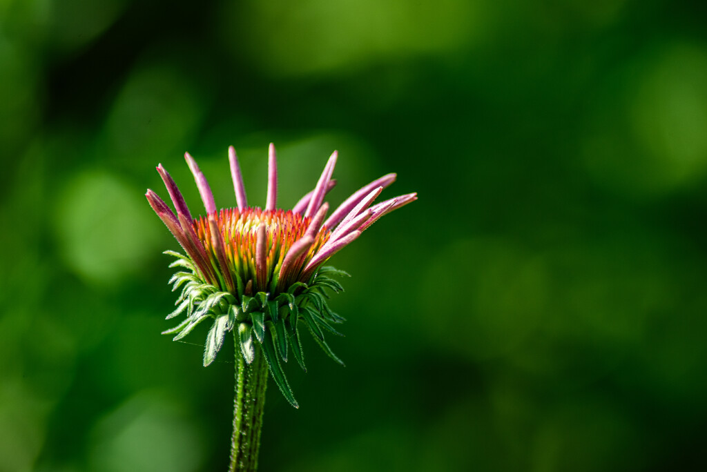Echinacea by darchibald