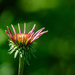 Echinacea