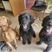 Tilly, Seb and Fred.......