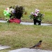 Robin's Vigil
