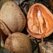 Seed Capsules by cocokinetic