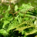 New fronds...