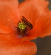 10th Jul 2025 - Hoverfly n Poppy~~~~~