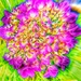 Hydrangea