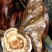 Turkey Tail