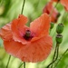 Wild Poppy 