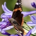 Red Admiral 