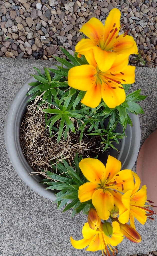 Asiatic Lilies by aimeebarr