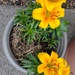 Asiatic Lilies