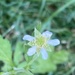 Delicate