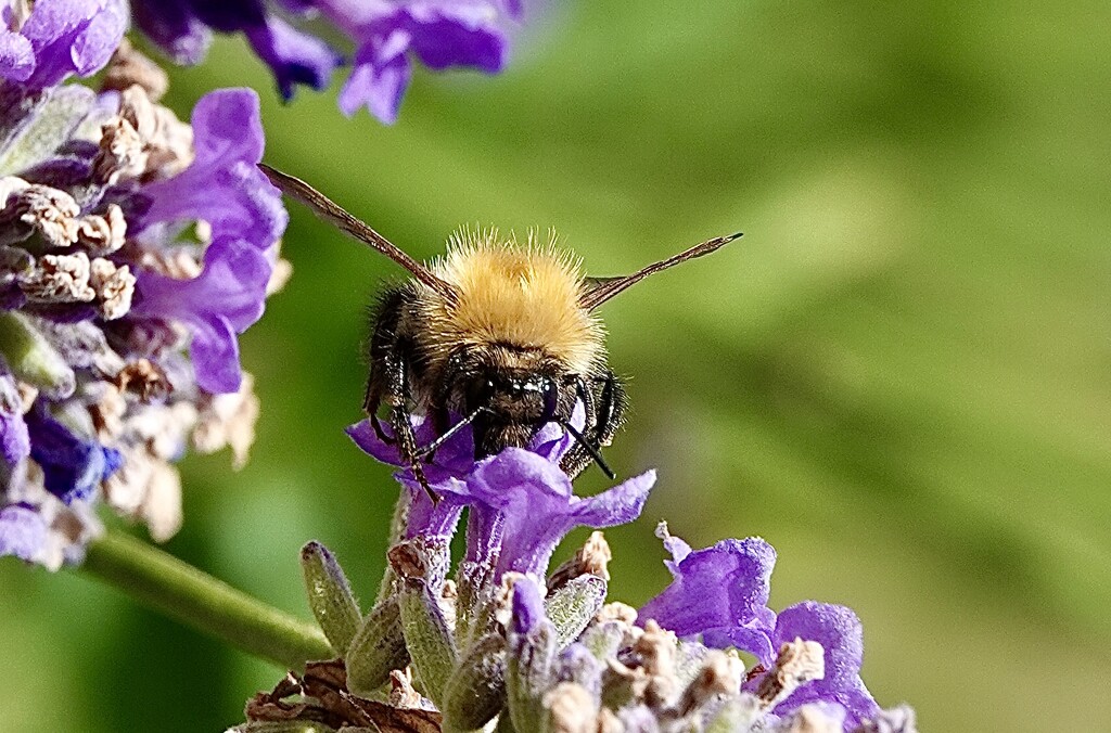 Common Carder Bee by carole_sandford